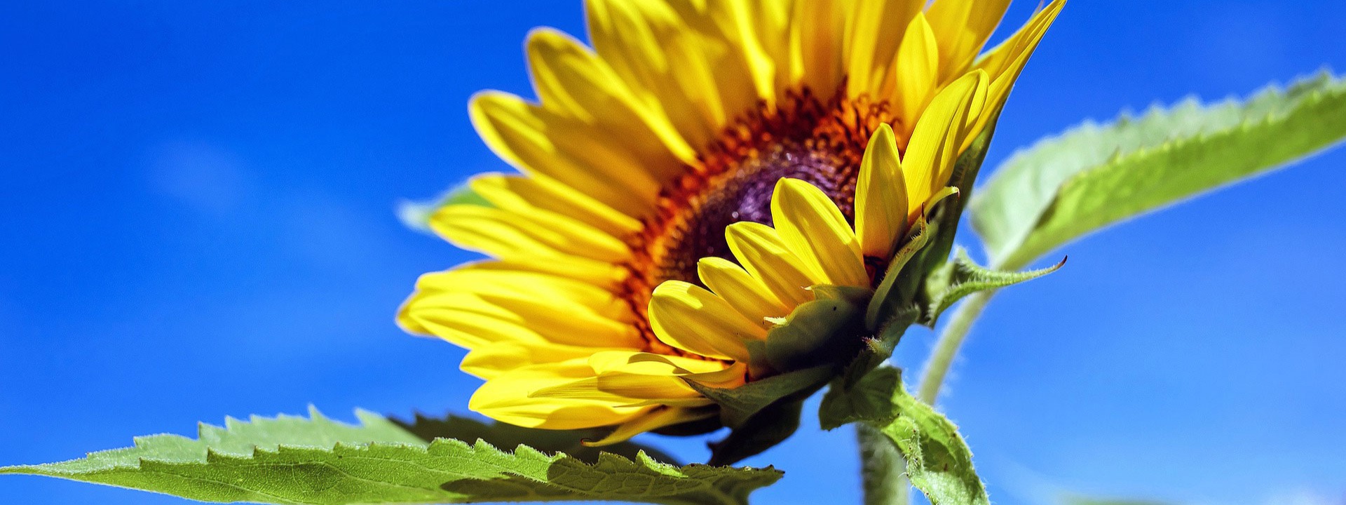 Sommerglück am Demelhof